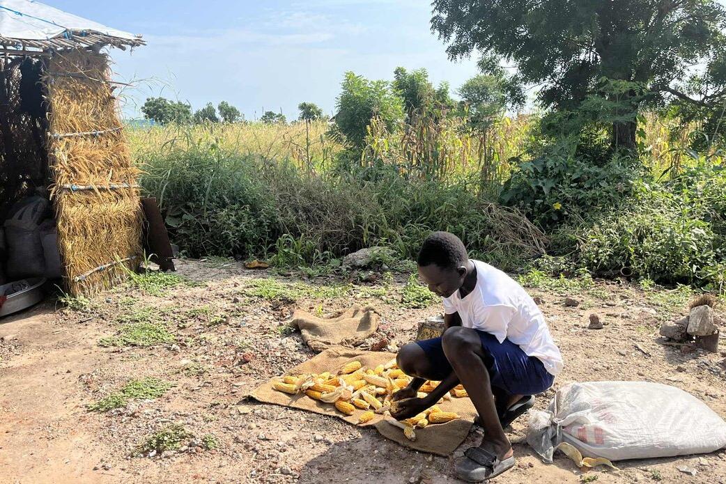 Person sitting on the ground outdoors arranging yellow corn cobs on a mat near a straw hut and a large sack, with green vegetation in the background.