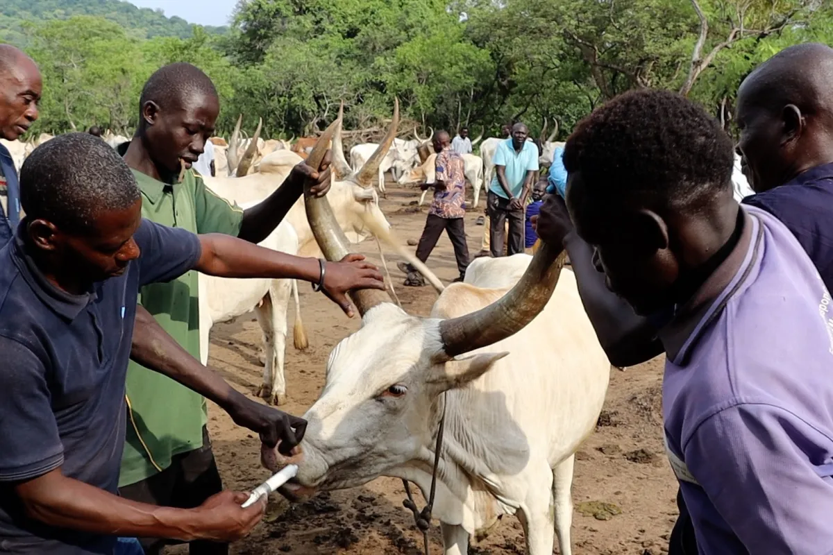 cattle camps